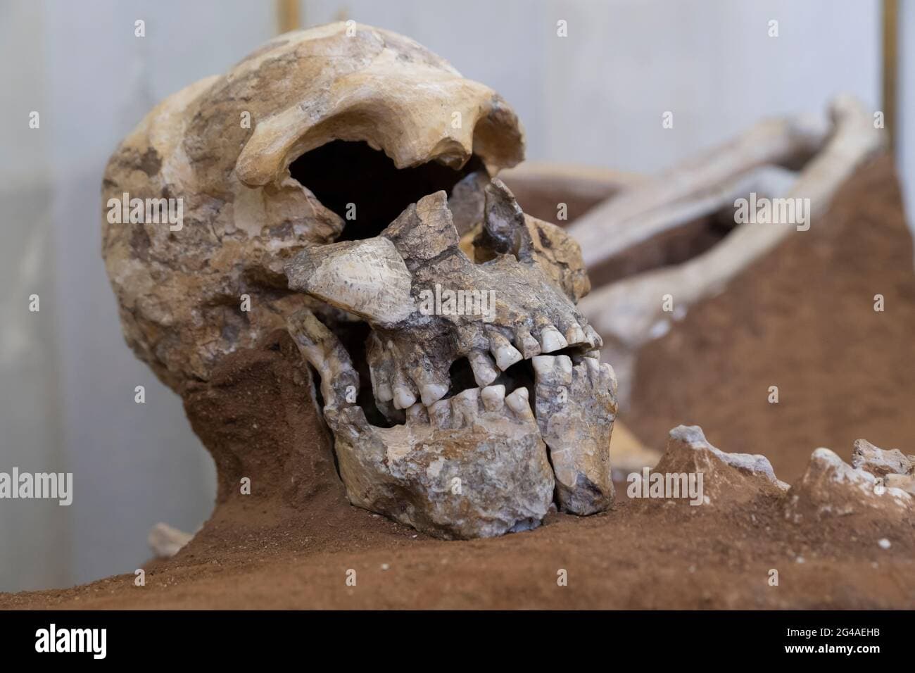 Dataset sample of a skeleton detection target